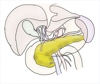 膵臓イラスト