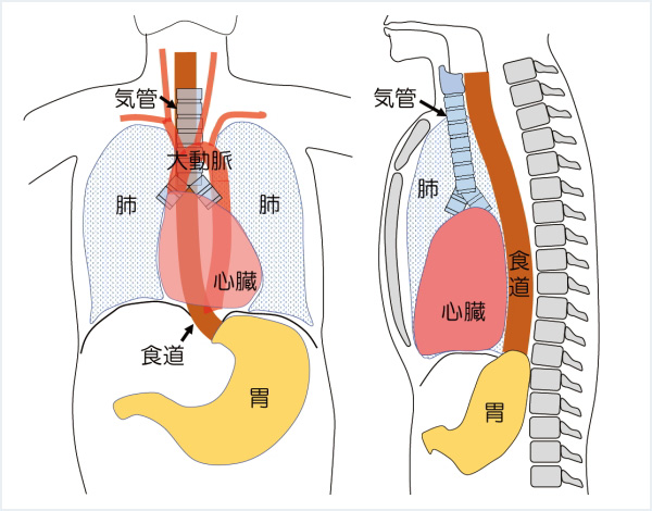図1：食道と周囲臓器の関係
