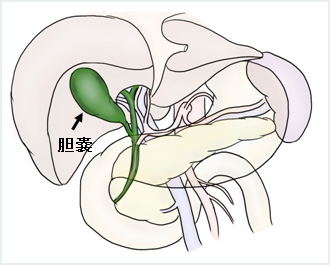 胆嚢